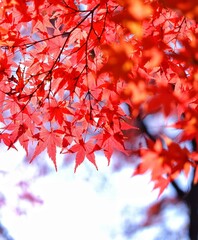 紅葉狩り