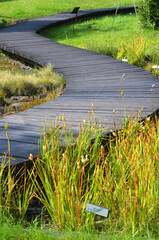 Curved wooden path with plants and grass growing around in botanical garden