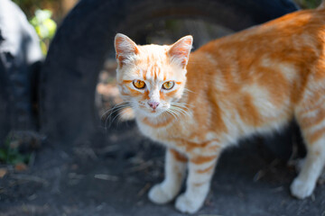 Naklejka na ściany i meble Beautiful ginger adult domestic cat stands on the street and looks at the camera