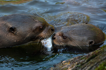 Give me a kiss. I`ll give you a fish - A giant otter Pteronura brasiliensis