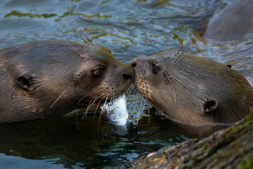 Give me a kiss. I`ll give you a fish - A giant otter Pteronura brasiliensis