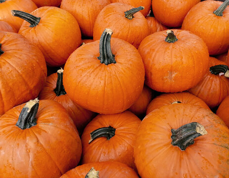 Pile of beautiful fresh orange pumpkins stock images. Pile of many pumpkins stock photo. Beautiful autumn decoration with pumpkins. Happy Halloween or Thanksgiving card background