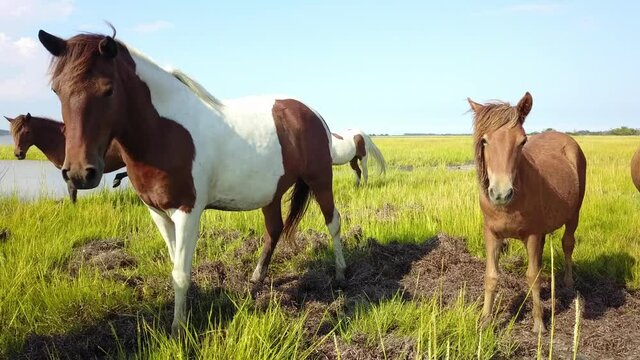 Wild horses grazing in a field of green with the ocean in Assateague Island