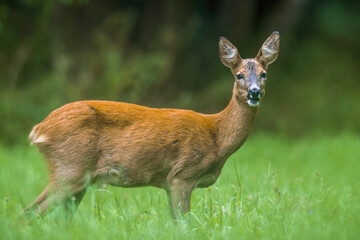 Fototapeta premium a young female deer on a green meadow