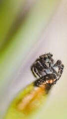 little jumping spider on the plant wild life colorful natural wallpaper