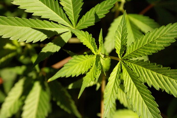 marihuana green leave