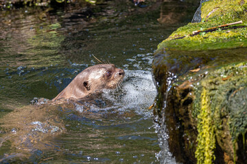 The detail of gazing giant otter (Pteronura brasiliensis). 