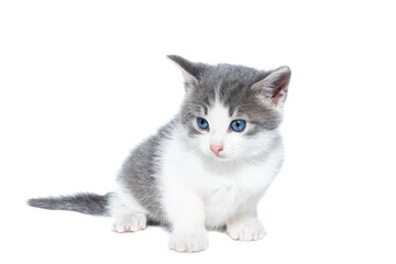 Obraz premium kitten on a white background..
