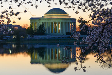 Jefferson Memorial and cherry blossoms at night - Washington D.C. United States of America