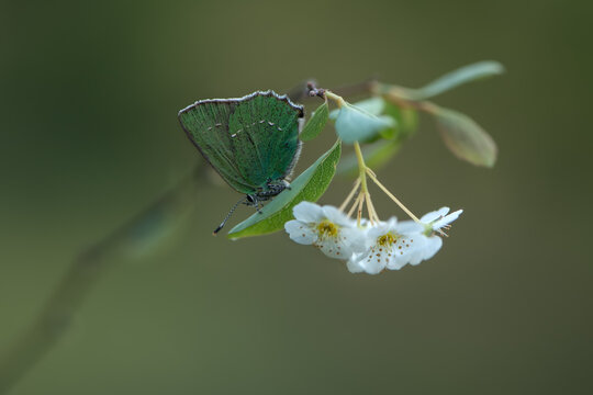 A beautiful Green Hairstreak Butterfly (Callophrys rubi)  in the early morning