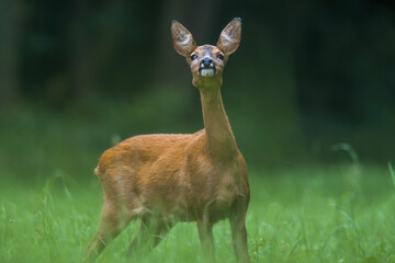 a young female deer on a green meadow
