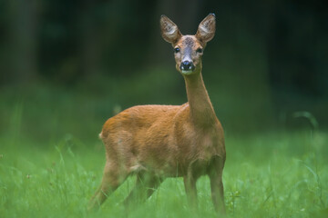 a young female deer on a green meadow