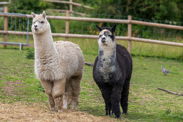 Obraz premium The beautiful Alpacas roaming the field, George Mead memorial stables, Welling, London