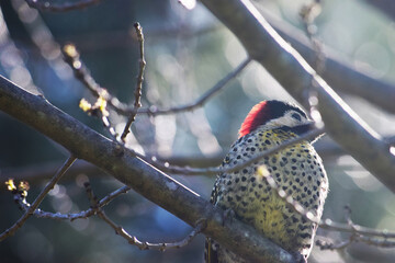 pajaro carpintero ave copete rojo arbol