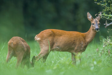 a young female deer on a green meadow