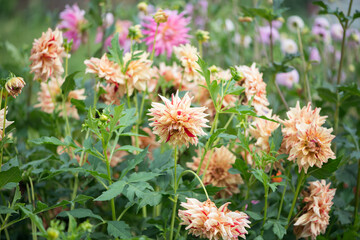 Colorful Dahlia flowers in the garden