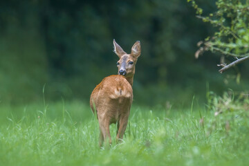 a young female deer on a green meadow