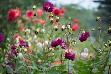 Obraz na płótnie Canvas Colorful Dahlia flowers in the garden