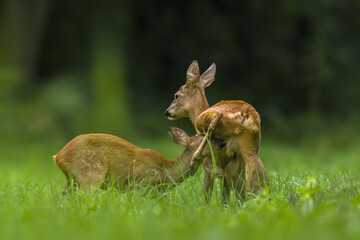 a young female deer on a green meadow