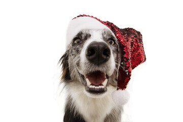 Funny Border collie dog pet wearing a christmas santa claus hat and celebrating holidays.