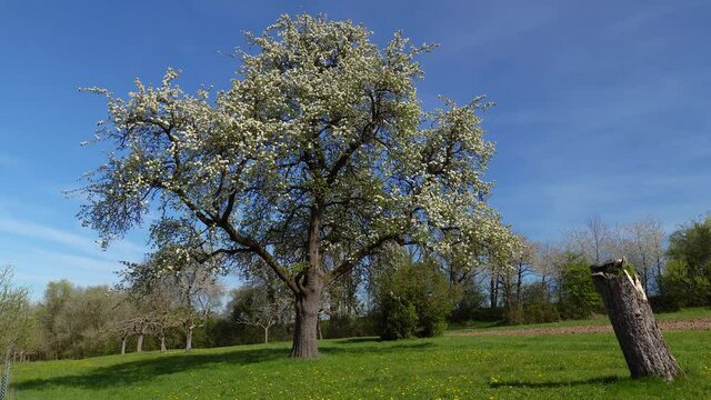 Gro&szlig;er bl&uuml;hender Birnbaum auf einer schr&auml;gen Wiese mit Baumstumpf