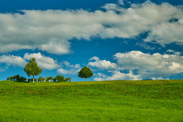 Naklejka premium Landschaft mit grünen Wiese und Bäumen