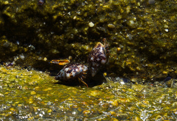 an hermit mollusk in the costa brava