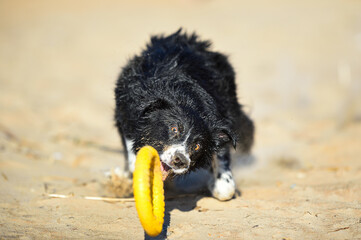 dog try to catch yellow puller