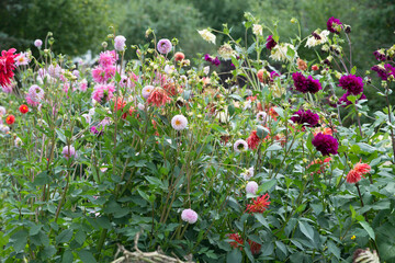 Colorful Dahlia flowers in the garden