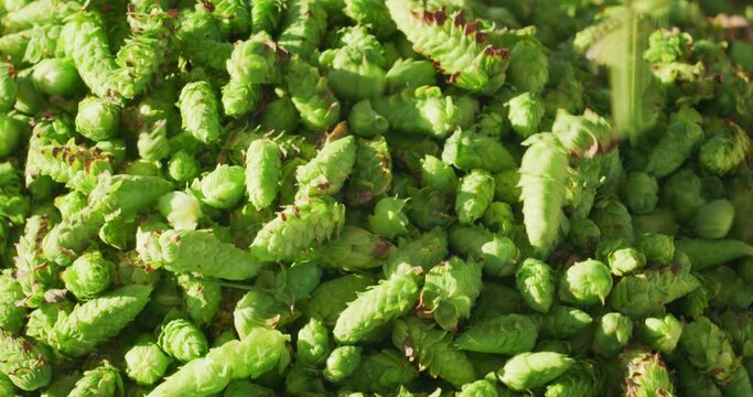 Close up shot of biological raw hop flowers are harvested directly from plant in industrial container used for high quality beer production in ecological craft brewery.