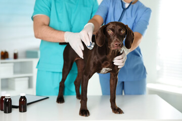 Professional veterinarians examining dog in clinic, closeup