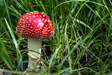 Amanita muscaria mushroom with a bright hat, among the green grass in the autumn forest on a sunny day. Close up.