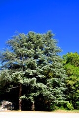 FORET DE SAOU DRÔME FRANCE