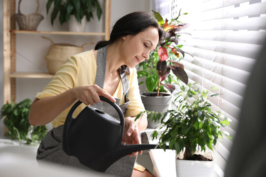 Mature Woman Watering Plant On Windowsill At Home. Engaging Hobby