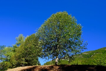 Fototapeta premium FORET DE SAOU DRÔME