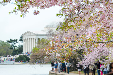 People enjoy Cherry Blossom Festival in  Thomas Jefferson Memorial - Circa tidal basin, Washington D.C. United States of America
