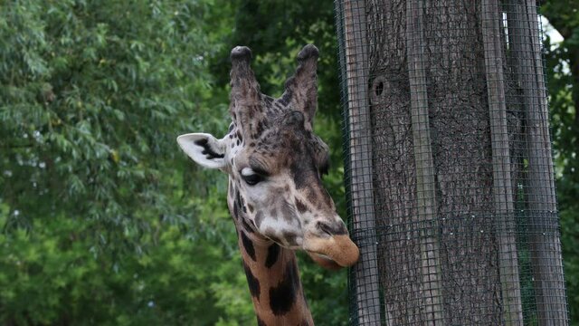 Rothschild's Giraffe (Giraffa Camelopardalis Rothschildi) Eating in Czech Zoo. Closeup of Cute African Giraffe in Zoological Garden.