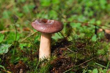 Conditionally edible mushroom Milkweed (lat. Lactarius blennius) family grows in autumn and summer in green grass and moss