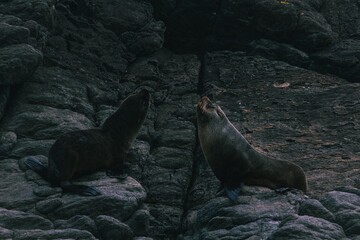 Seals fighting 