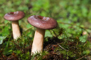 Conditionally edible mushroom Milkweed (lat. Lactarius blennius) family grows in autumn and summer in green grass and moss