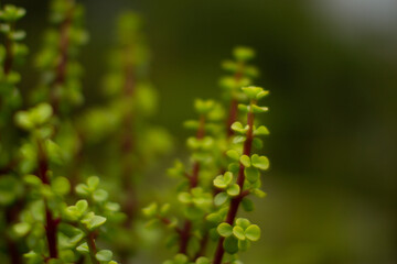 Spekboom, succulent plant well known for its air purifying prowess 