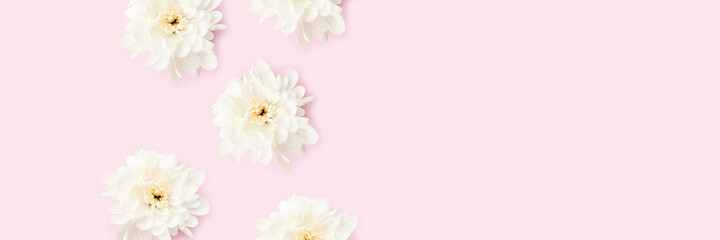 Banner with chrysanthemum flowers frame on a pink background. Floral creative composition with place for text.