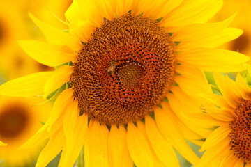 Naklejka premium sunflower close up in a sunflower field in summer in Provence, France