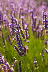 Fototapeta premium Purple lavender close up in the evening sun and sunset | Lavender Close Up in Provence, France | Amazing view of purple and green colors 