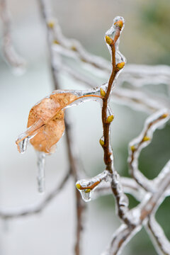 Frozen yellow leaf and tree branches on a cold winter day