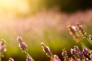 Purple lavender close up in the evening sun and sunset | Lavender Close Up in Provence, France | Amazing view of purple and green colors 