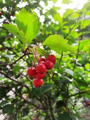 Obraz premium Red unsyable berries. Macro frame
