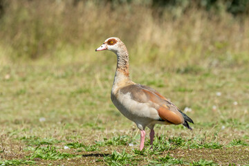 Juvenile Egyptian goose, Alopochen aegyptiaca, standing in grass meadow, just coming into coloured plumage