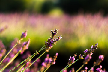 bee on lavender flower | Lavender Close Up in Provence, France | Amazing view of purple and green colors 
