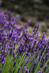 Lavender Close Up with a Butterfly in Provence, France | Amazing view of purple and green colors 